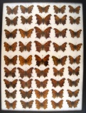 12 x 16 frame of misc species from the 1930's and 1940's.