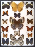 12 x 16 frame of Stichophthalma howqua, camadeva and godfreyi, Hestia - idea, and Map Butterfly.