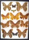 12 x 16 frame of Samia cynthia, India; and Emperor moths from Africa.  Eacles sp. From South America