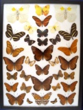 12 x 16 frame of Misc. Florida species caught in the 1940's.  Top center Sulpher: gynandromorph.