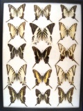 12 x 16 frame of Papilios (15) from Central and South America: Kite Swallowtails.