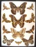 12 x 16 frame of Nudaurelia zambesina, and 4 rare African saturnids, and 7 sphinx.