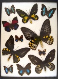 Frame of Ornithoptera troides hypolitus, rothschildia, Prepona sp., Agrias, sp. US SHIPPING ONLY!