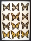 12 x 16 frame of Papilio eurymedon, Papilio rutulus, and Papilio appalachiensis.