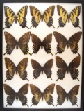 VERY RARE INTERGRADES! 12 x 16 frame of Papilio  glaucus intermediate forms rare.
