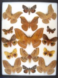 12 x 16 frame of Antherea, Automeris, & Catocala species from South America.