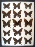 12 x 16 frame of Papilio asterias - Black Swallowtail females.