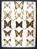 12 x 16 frame of Papilios (15) from Central and South America: Kite Swallowtails.
