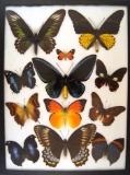 12 x 16 frame of Ornithoptera, P. weymeri, Charaxis sp., Hebomoia, Leucippe & others. US SHIP ONLY!