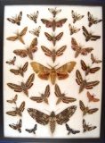 12 x 16 frame of North American sphinx or hawk moths - 30 specimens.