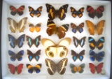 12 x 16 frame of 25 assorted tropical butterflies pinned in the showcase.
