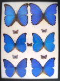 12 x 16 frame of 6 beautiful blue Morphos from South America.