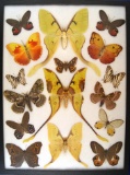 12 x 16 frame of Actias maenas pair and Catopsilia avalande - Cuba rare and expensive.