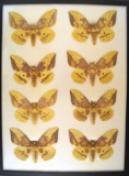 12 x 16 frame of 8 Eacles imperialis from Carroll Co., Ohio in the 1950's.
