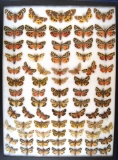 12 x 16 frame of Tiger moths (75) - a North American species.