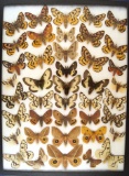 12 x 16 frame of Hemileuca and Automeris species; buck moths, pamina, and others.