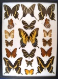 12 x 16 frame of Florida species - 18 specimens.