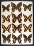 12 x 16 frame of Papilio palamedes.  Papilio ornythion, and trolius - Green Clouded.