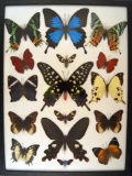 12 x 16 frame of Sunset moths, Papilio antenor, Papilio janaka- Indonesia, and 9 tropicals.