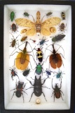 12 x 8 frame with Lantern Fly and many misc. beetles.