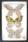 12 x 8 frame with 3 Idea butterflies, Leuconoe, Jasonia, & Lynceus.