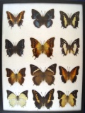 12 x 16 frame of Nymphalidae: 12 outstanding Charaxis species.