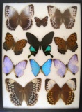 12 x 16 frame of Exotic butterflies - 11 outstanding species.