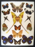 12 x 16 frame of Actias maenas and 14 exotic species.