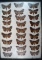 Old 18x24 framed group of 27 Catocala Underwing Moths.