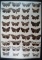 Old 18x24 framed group of 36 Catocala Underwing Moths.