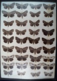Old 18x24 framed group of 36 Catocala Underwing Moths.
