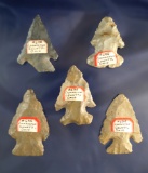 Set of five Archaic Bevels found in Coshocton Co.,  Ohio, largest is 2 3/8