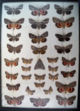 Old frame of 32 species of Catocala Underwing Moths.