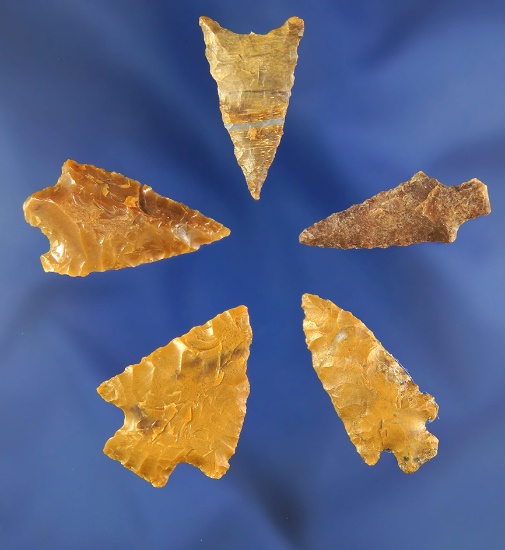 Set of five assorted Columbia River arrowheads, largest is 1 3/16".
