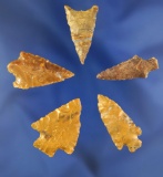 Set of five assorted Columbia River arrowheads, largest is 1 3/16
