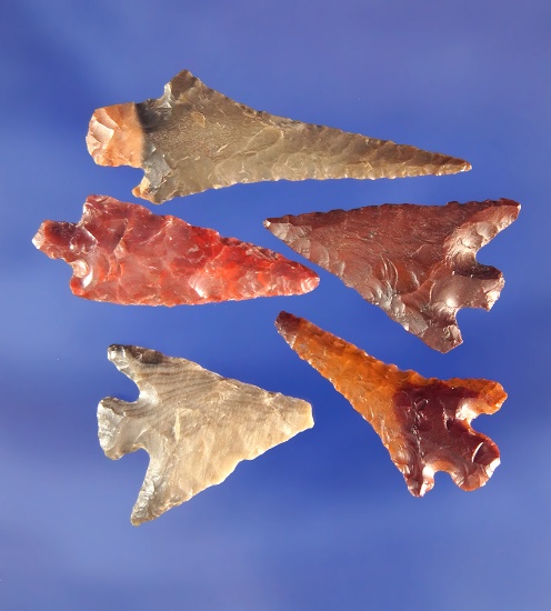 Set of five nice Columbia River arrowheads, largest is 1 7/16". All were found in Washington.