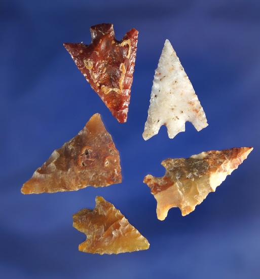 Set of five arrowheads found near the Columbia River in nice condition, largest is 1".
