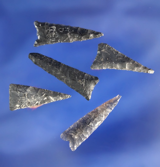 Nice set of five triangular arrowheads found in Oregon, largest is 1 1/8". A couple have glue