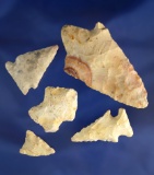 Set of five southeastern U.S. arrowheads, largest is 2 3/4