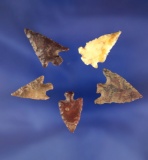Set of five assorted arrowheads found near the Columbia River, largest is 15/16