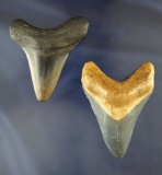 Pair of fossilized Megalodon sharks teeth in nice condition. Largest is 3 7/16