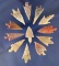 Set of 12 above average African Neolithic arrowheads found in the northern Sahara desert