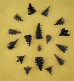 Nice selection of 16 serrated fern leaf style Yana and Calapooya points - Oregon. Ex. Jeb Taylor