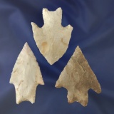 Set of three nice Pedernales points found in Texas. Comes with a Tom Davis COA.