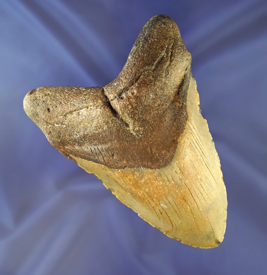 4 7/8" fossilized Megalodon Sharks tooth in very nice condition.