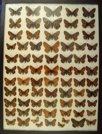 Beautiful 12" X 16" framed set of butterflies found in the 1930s and 40s in the United States.