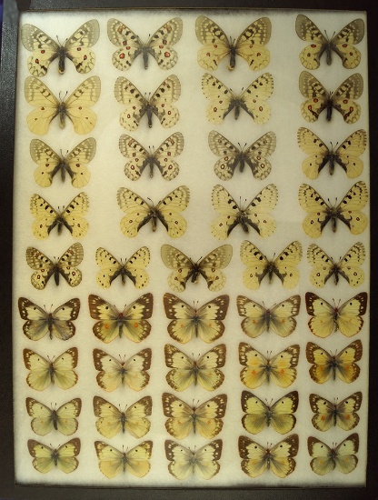 Beautiful 12" X 16" assorted butterflies from the United States
