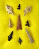 Nice selection of nine arrowheads, two made from Gar scales. Largest is 1 5/8