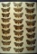 18 x 24 display of 26 species of Catacolo Moths  - netted in the early 1930s that is nicely framed.