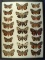 18 x 24 display of 23 species of Catacolo Moths  - netted in the early 1930s that is nicely framed.